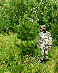 Саженцы, кедр сибирский, стандарт, 230-270 см. купить в Красноярске